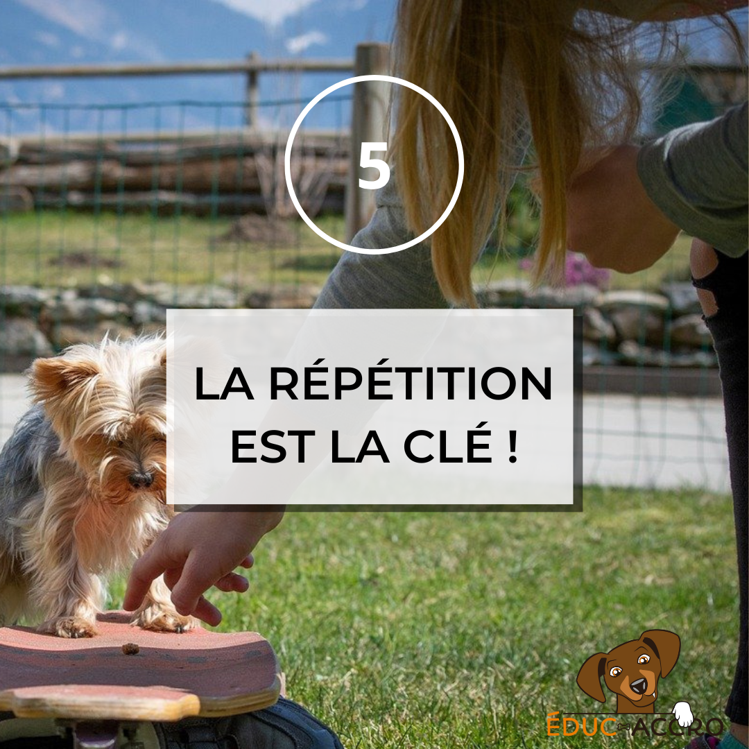 Un chien qui monte sur une plateforme et est récompensé par une friandise, avec écrit "5, la répétition est la clé !"