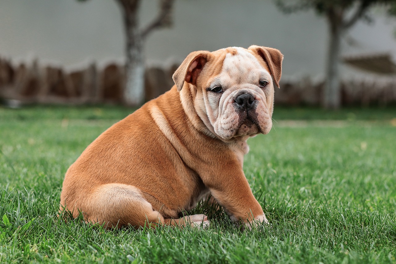 Un bulldog anglais assis dans l'herbe