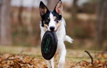 Les besoins fondamentaux du chien